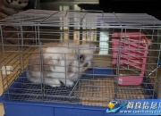赠送可爱垂耳兔