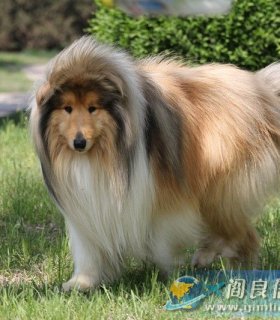 出售貂色苏牧幼犬