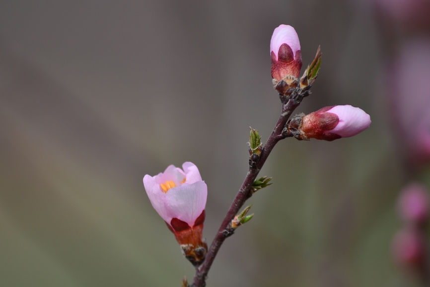 DSC_0271.jpg