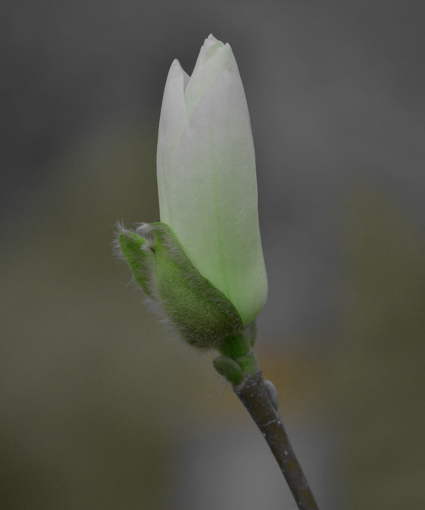 DSC_0009.JPG
