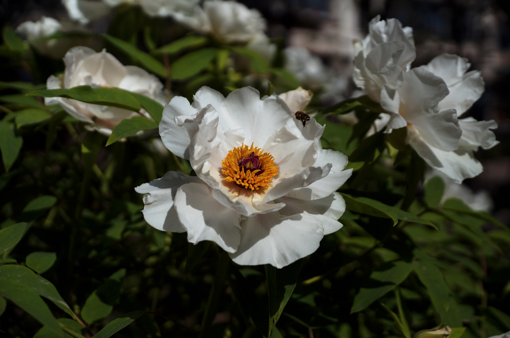 DSC01190-g-2.jpg