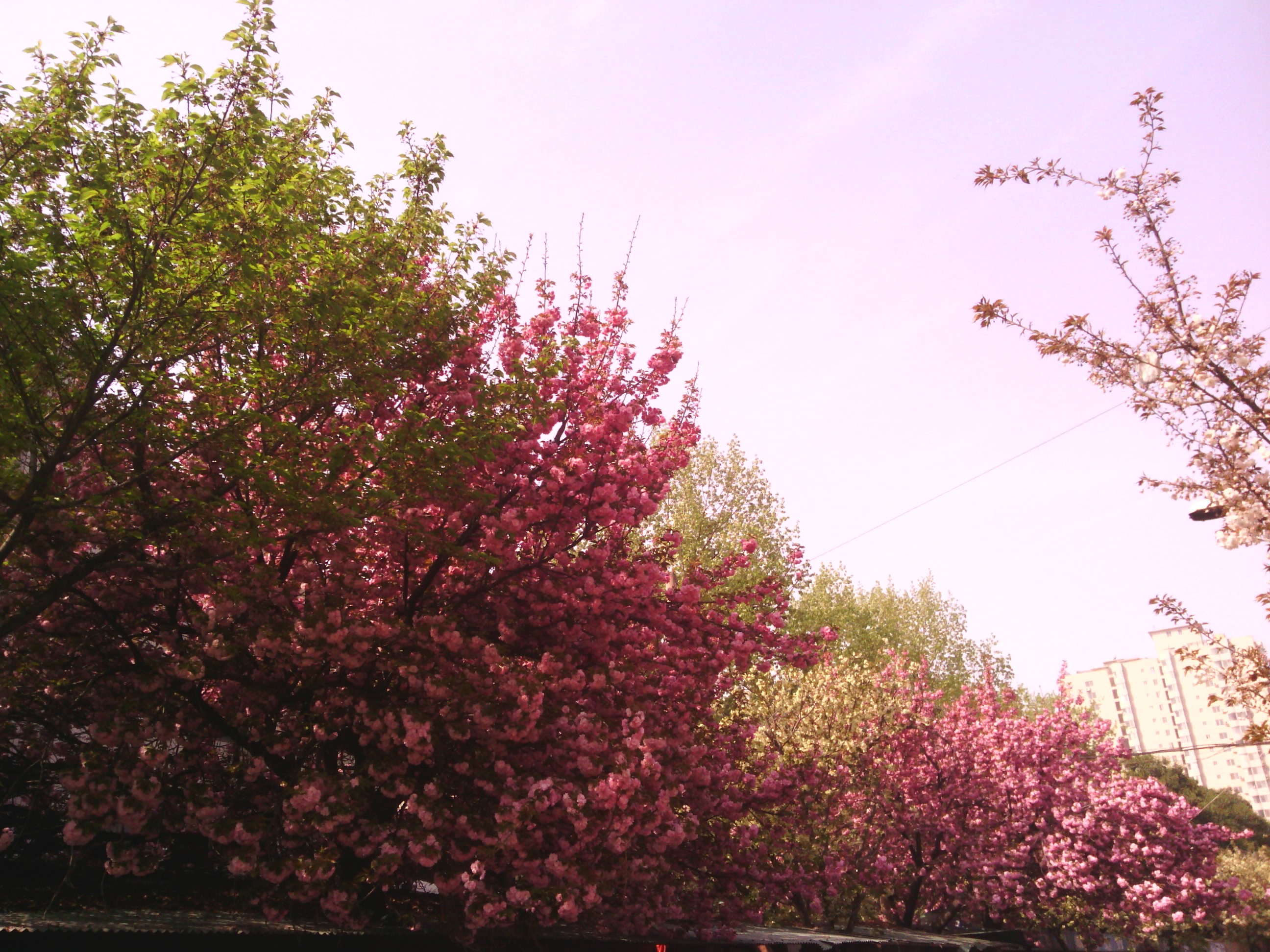 IMG_20130328_101224.jpg
