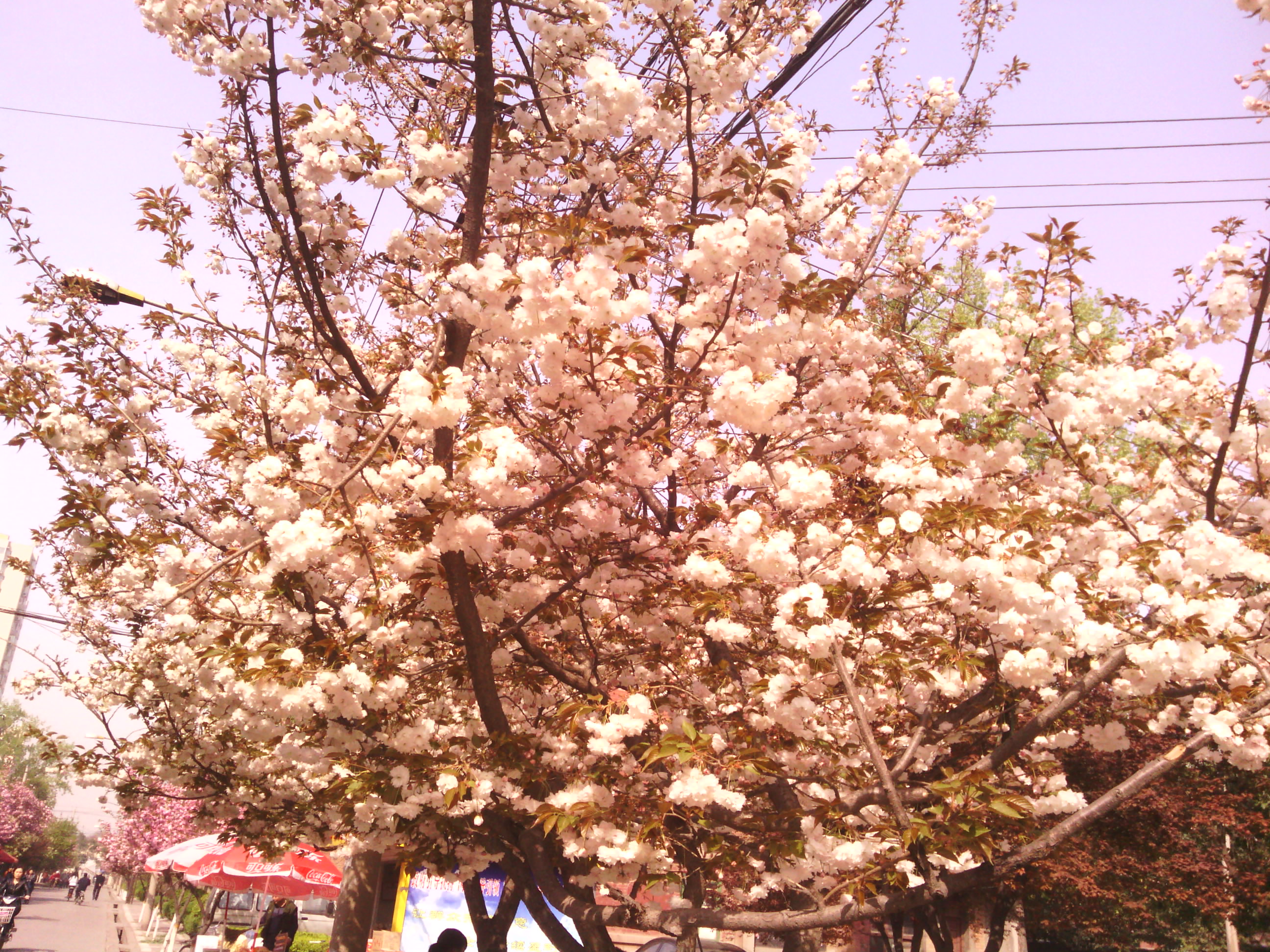 IMG_20130328_101237.jpg