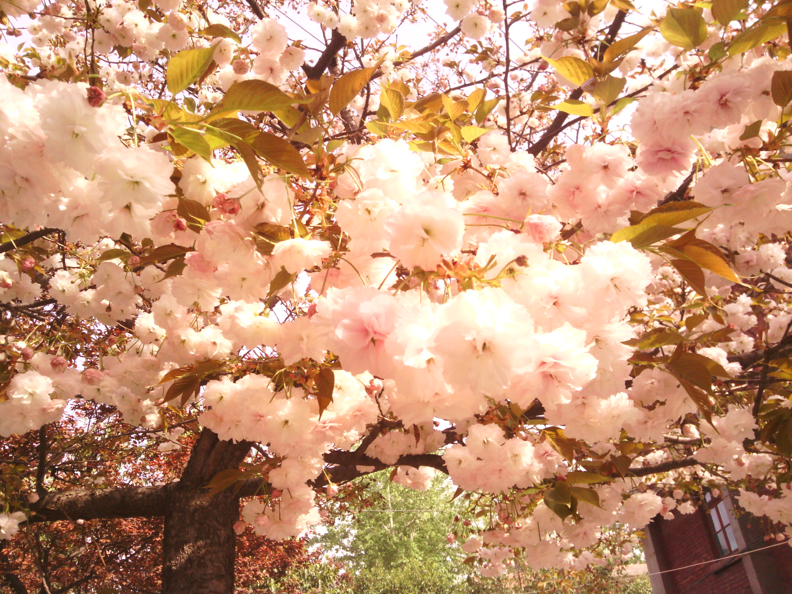 IMG_20130328_101300.jpg
