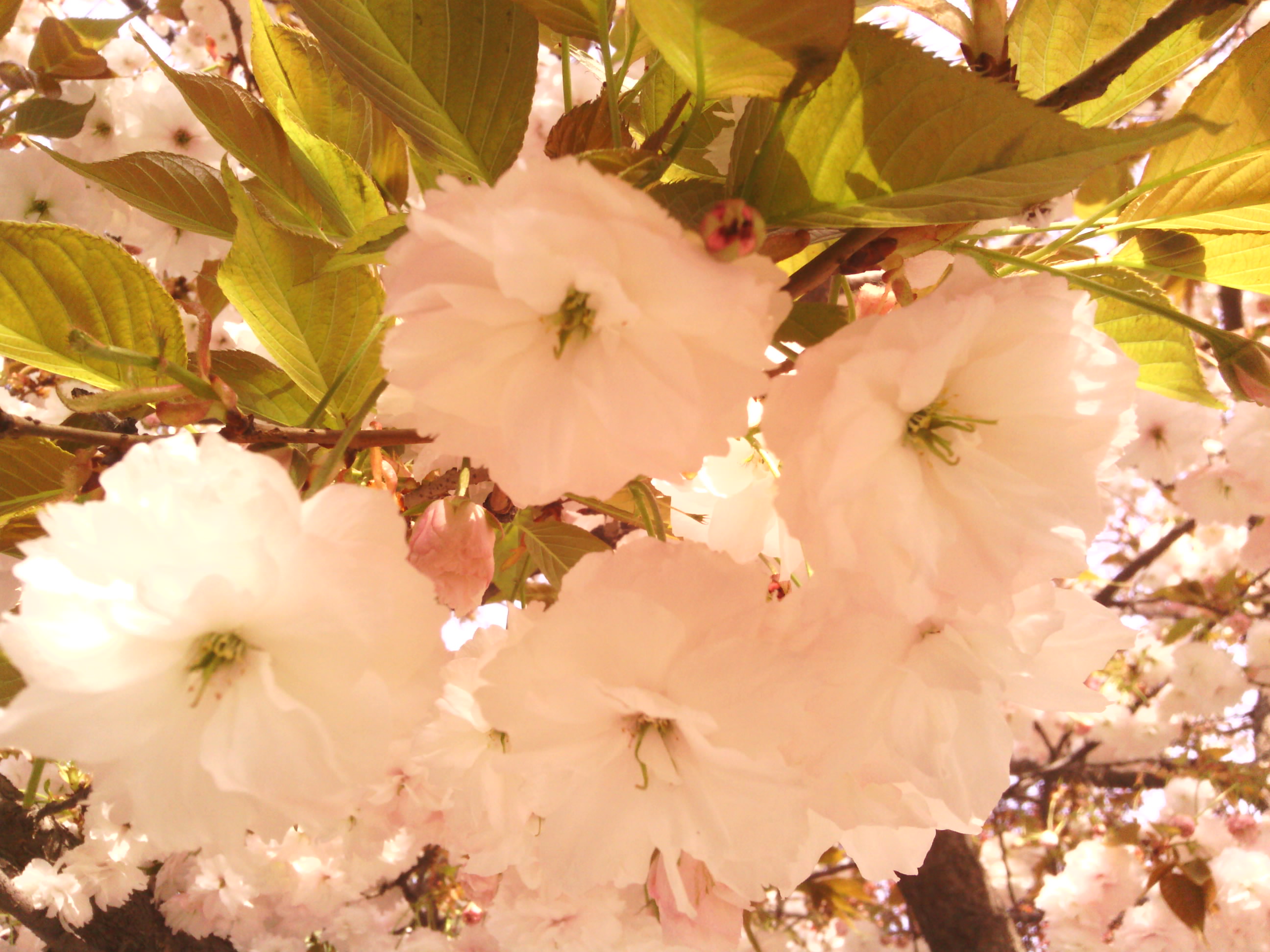 IMG_20130328_101309.jpg