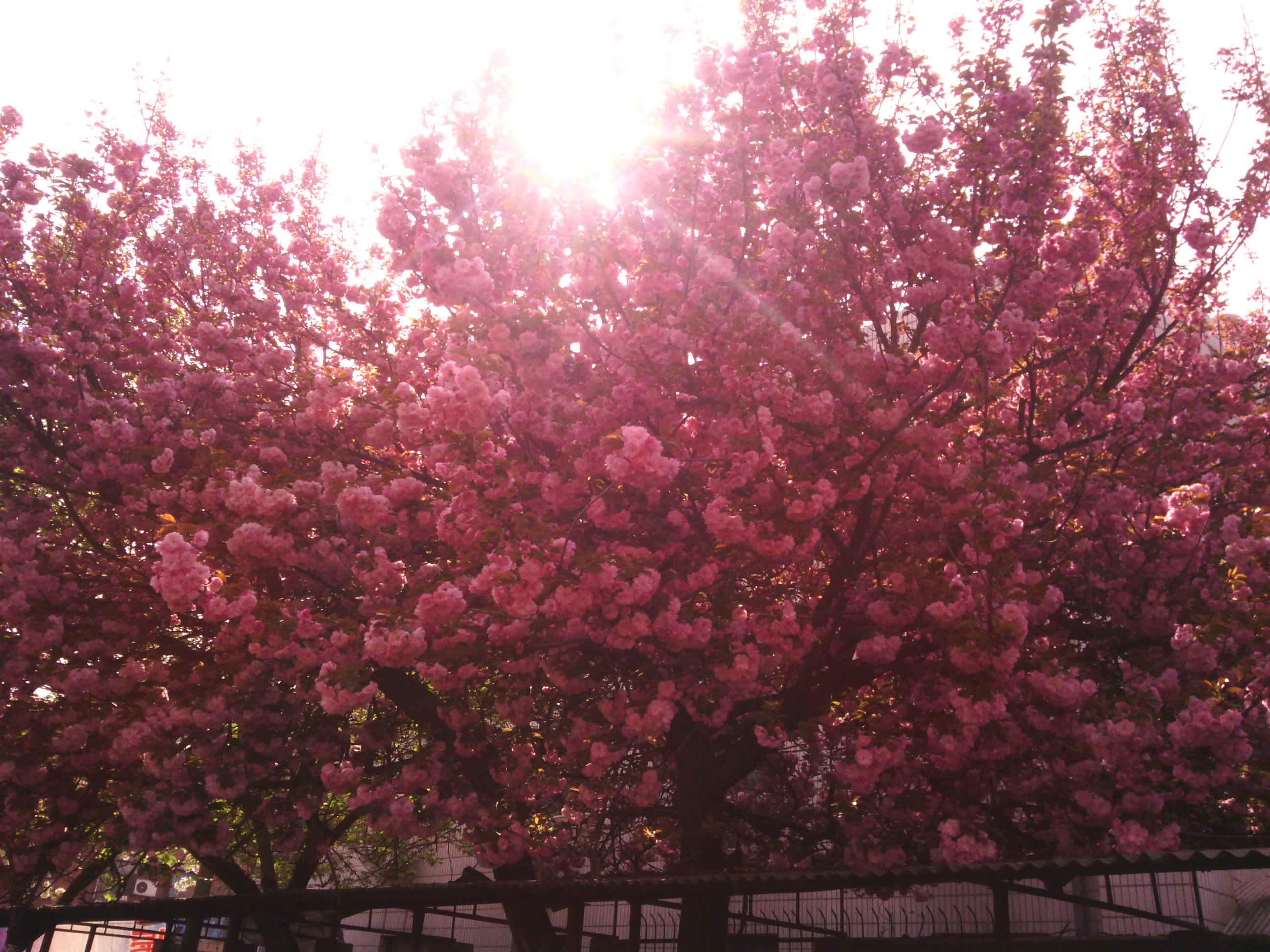 IMG_20130328_101330.jpg
