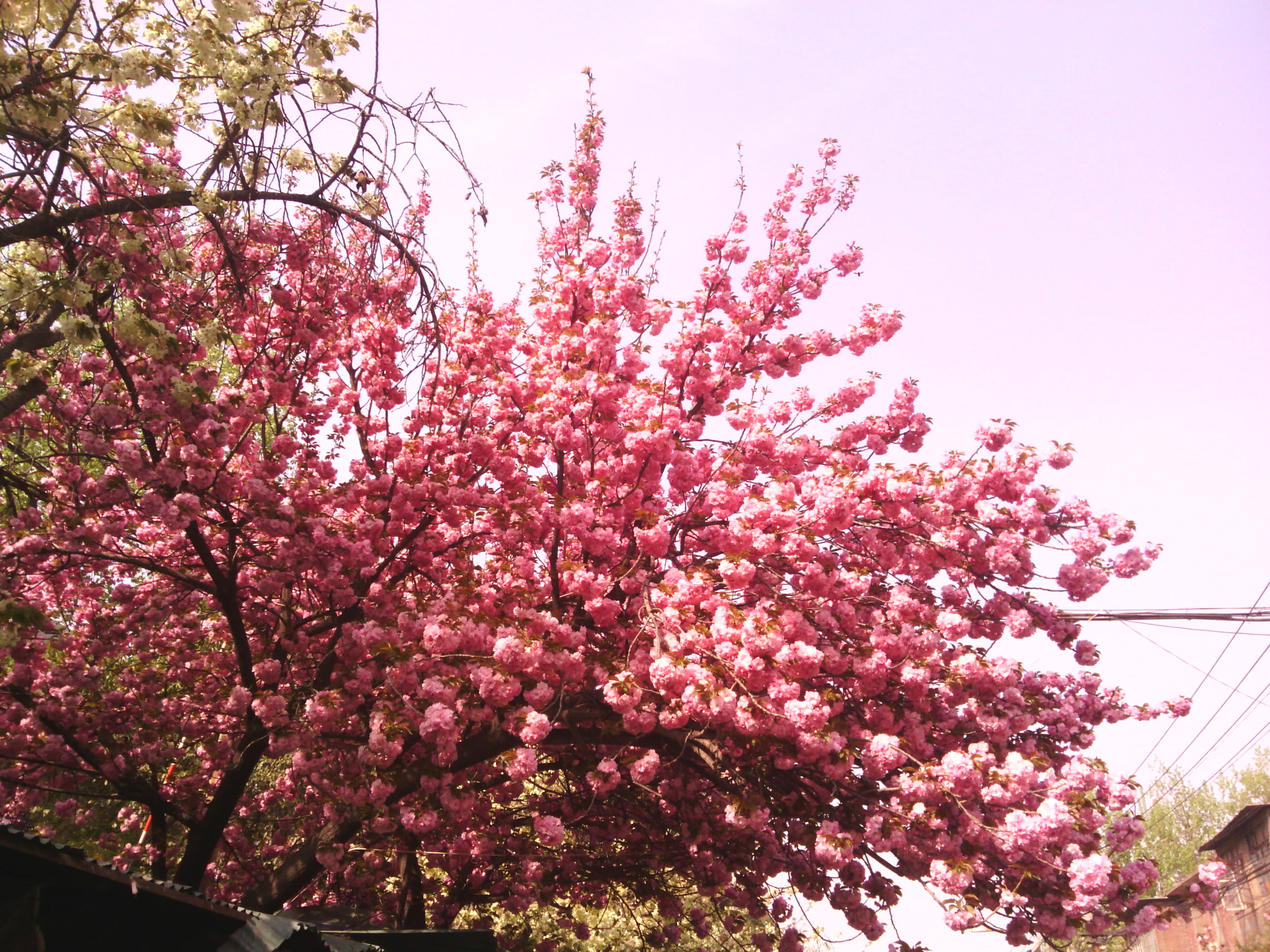 IMG_20130328_101338.jpg