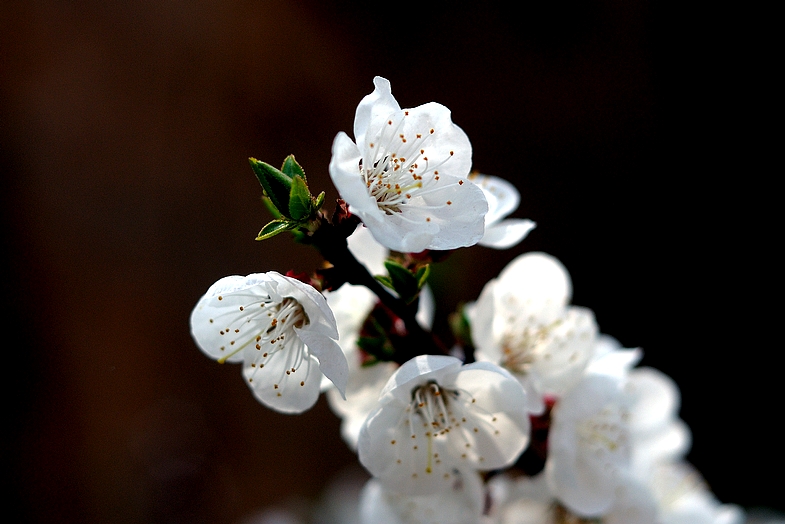 DSC_9736.jpg