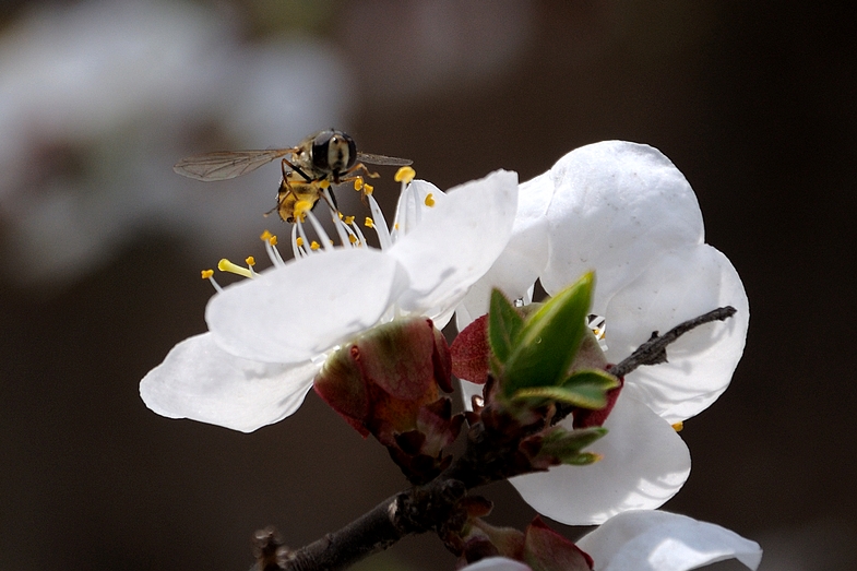 DSC_9747.jpg