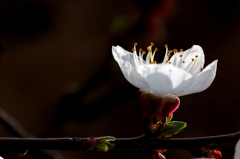 DSC_9751.jpg
