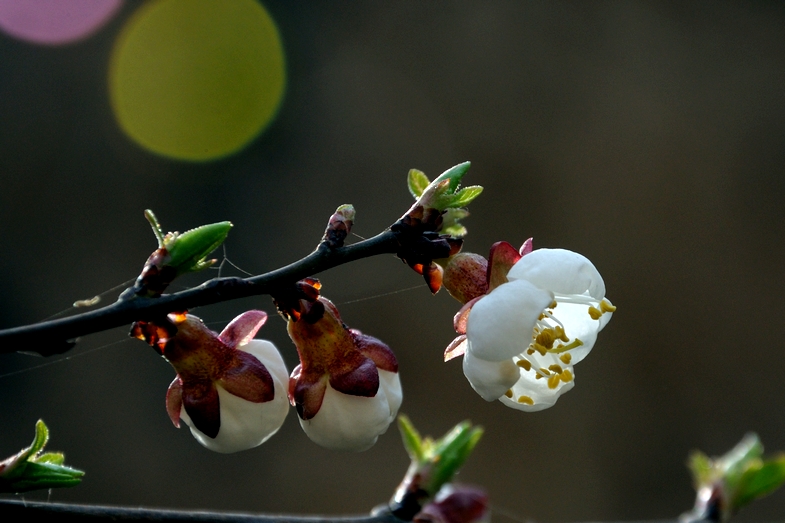 DSC_9753.jpg
