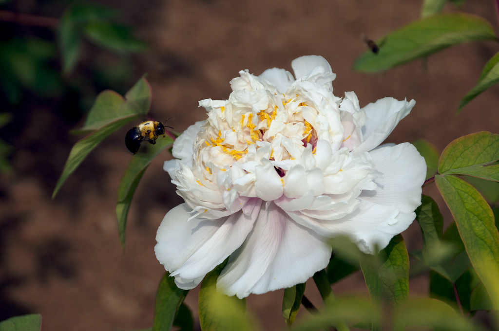 DSC01688-g-2.jpg