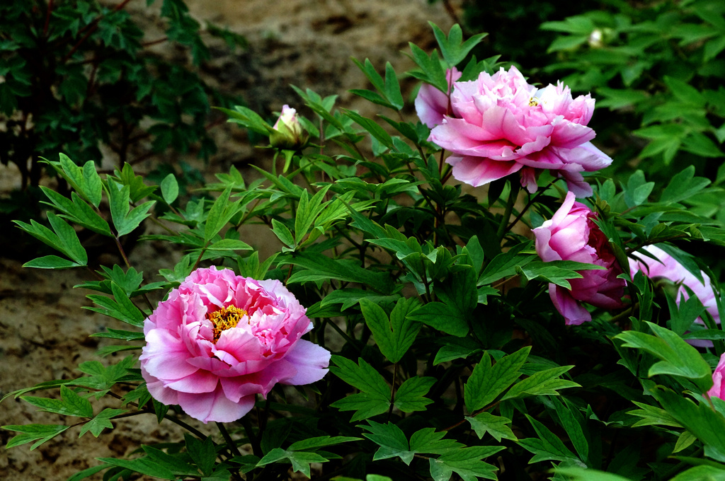 DSC01798-g-2.jpg