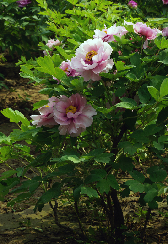 DSC01694-ggg-2.jpg