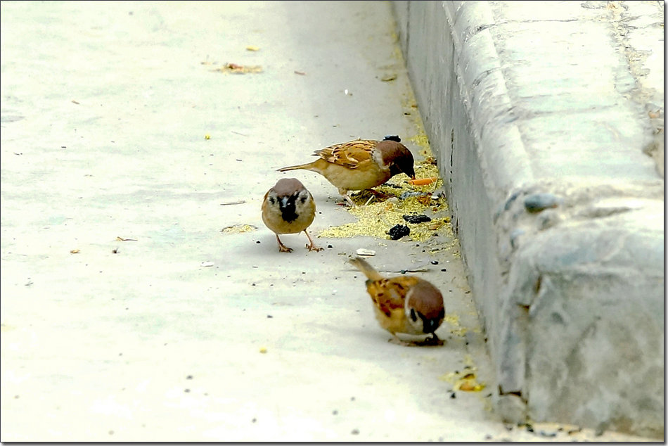 ȸ010.jpg
