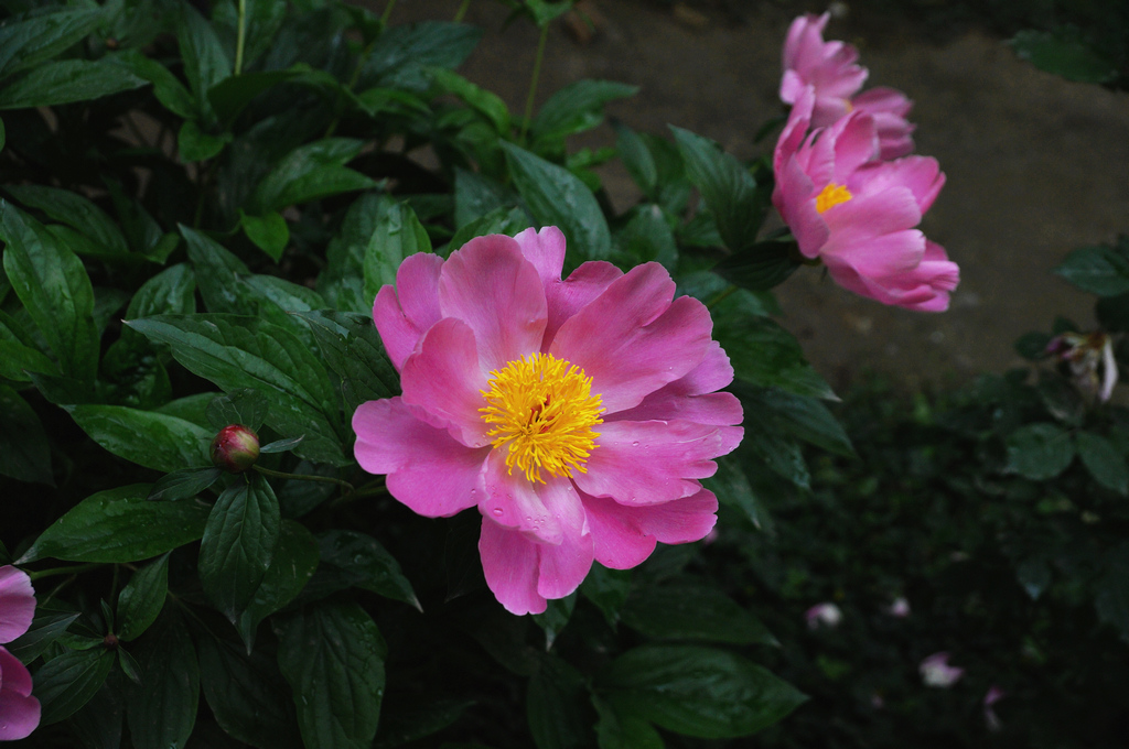 7-DSC03854-g-2.jpg