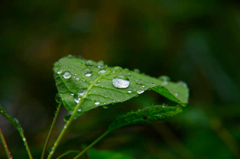 _IMG0016_.jpg