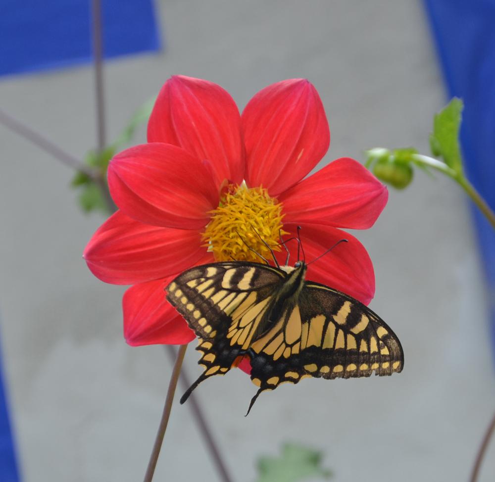 DSC_1708.JPG