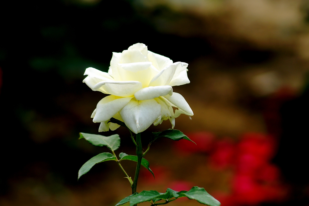 ¼007.jpg