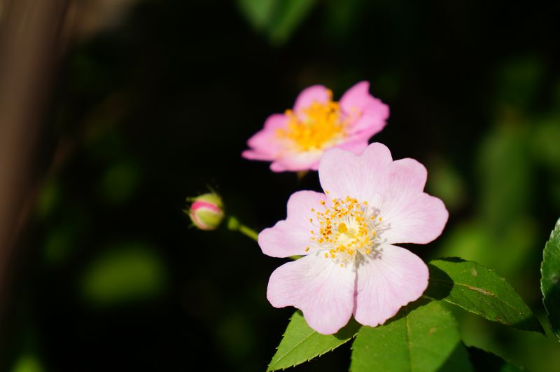 nEO_IMG_DSC04008.jpg
