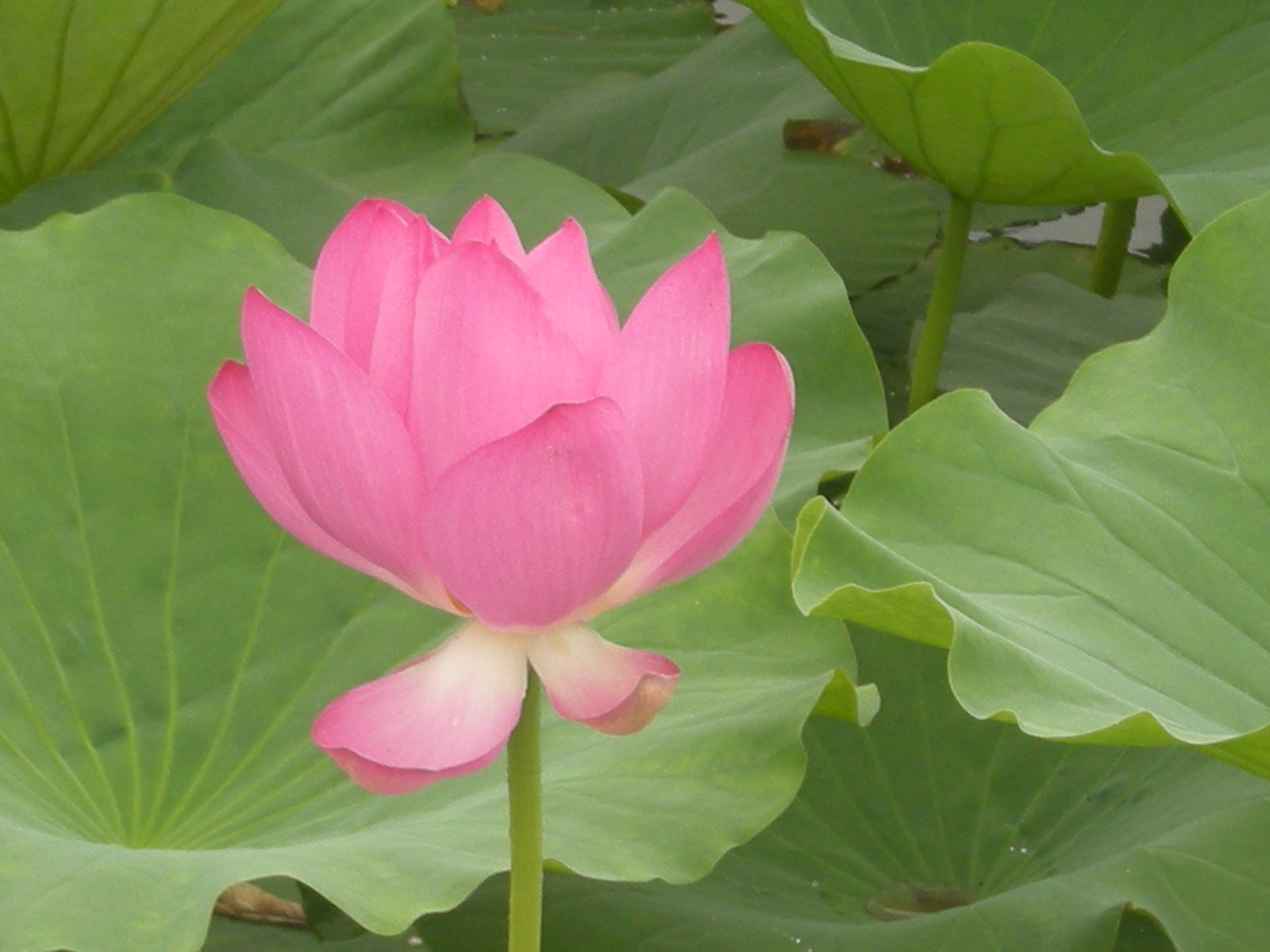 DSCN9540.JPG