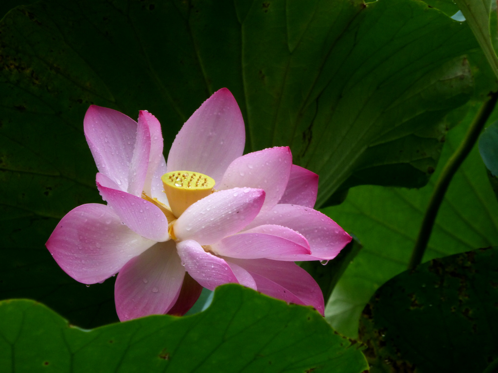 1-P1000320-g-2.jpg
