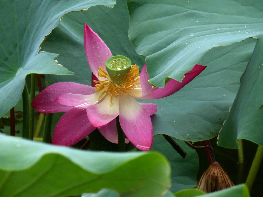 2-P1000322-g-2.jpg