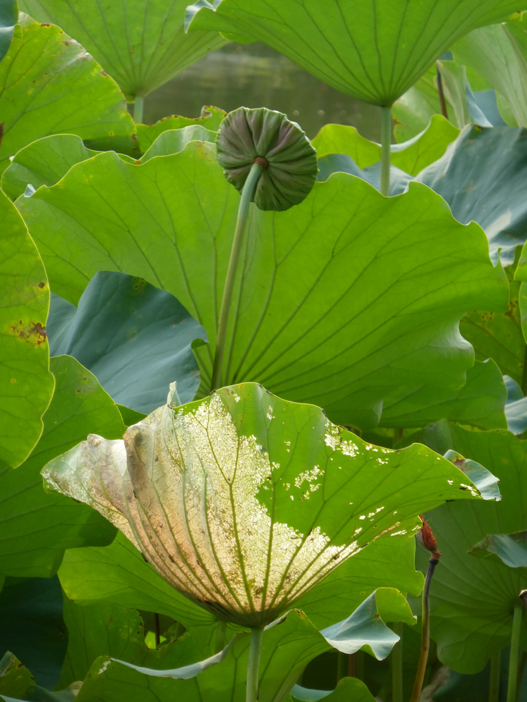 4-P1000258-2.jpg