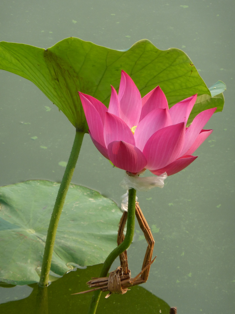 5-P1000262-2.jpg