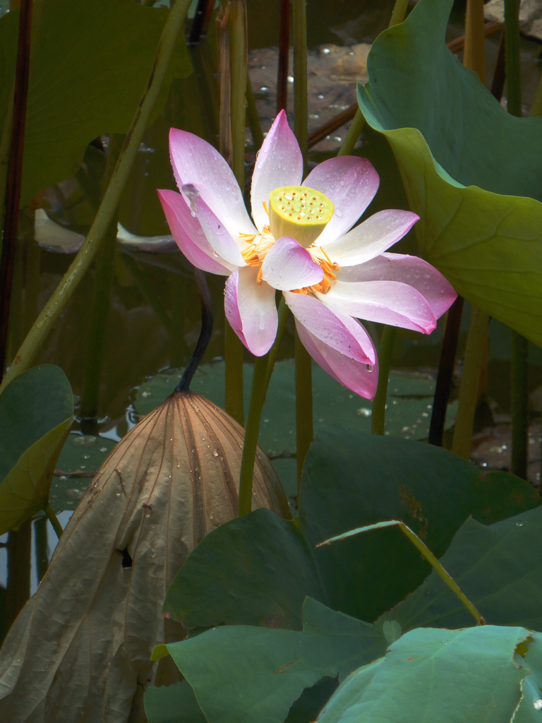 6-P1000318-g-2.jpg