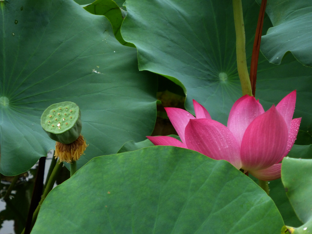 7-P1000325-g-2.jpg