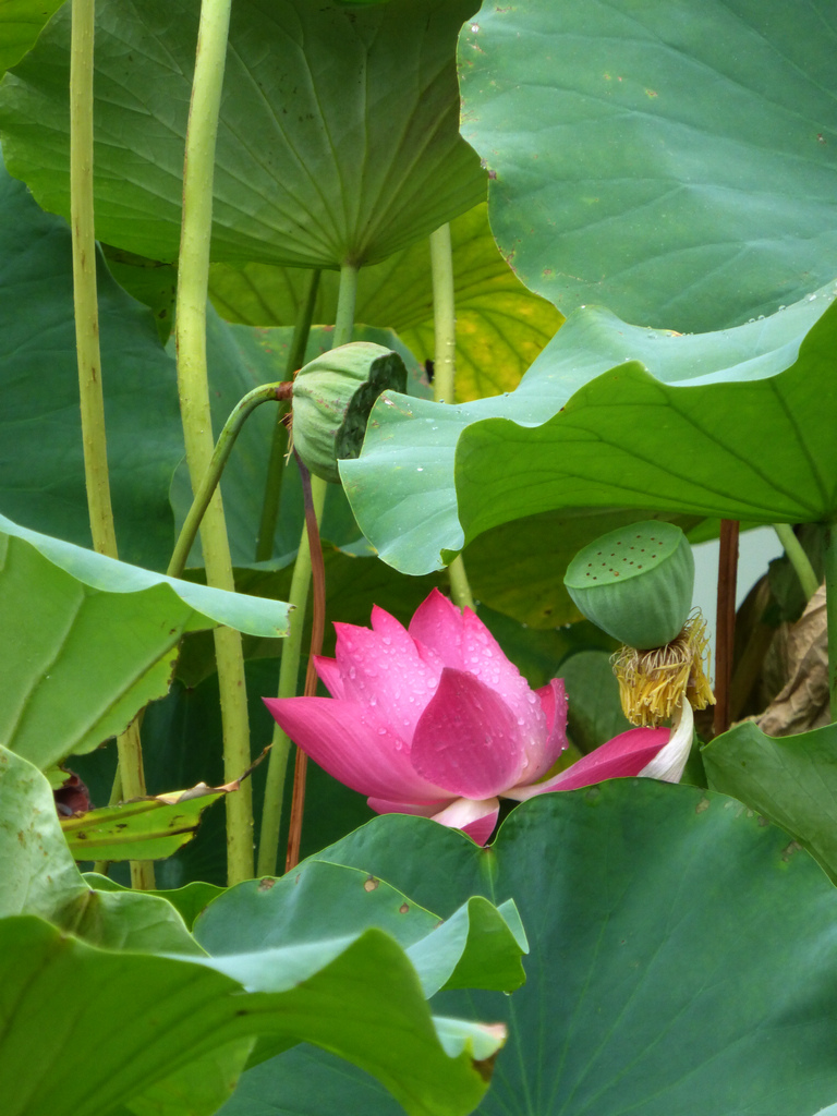 8-P1000343-g-2.jpg