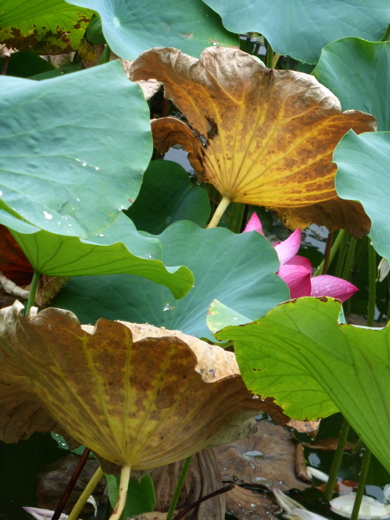 9-P1000340-g-2.jpg