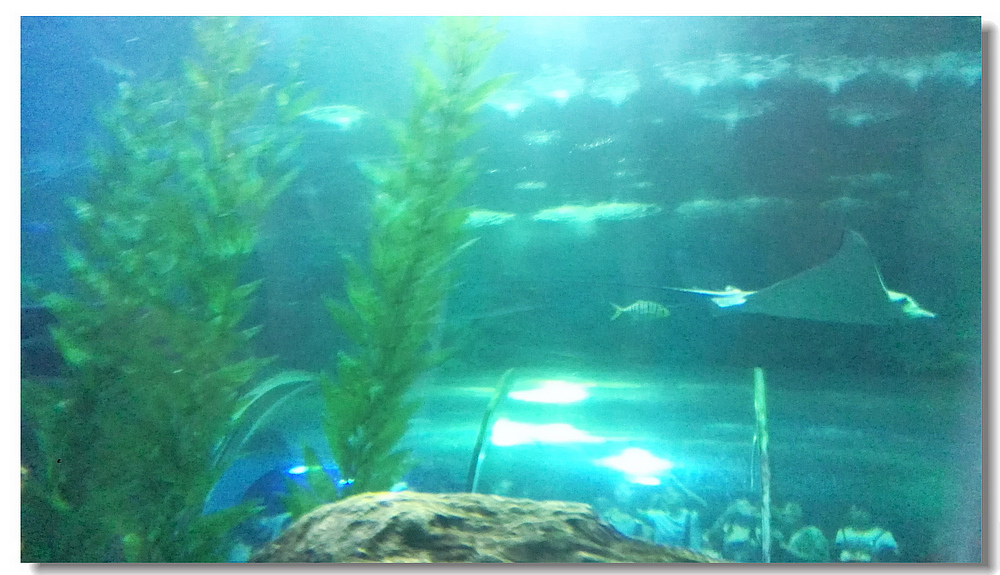 IMG_20130730_144927.jpg