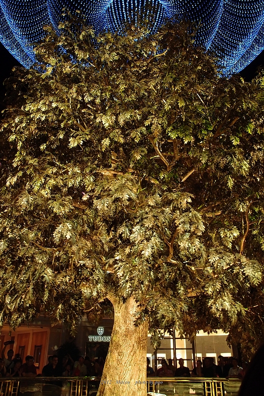 PA130073.jpg