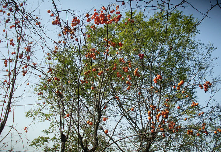 SL382723_1.jpg