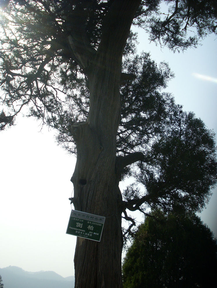 SL382747_1.jpg