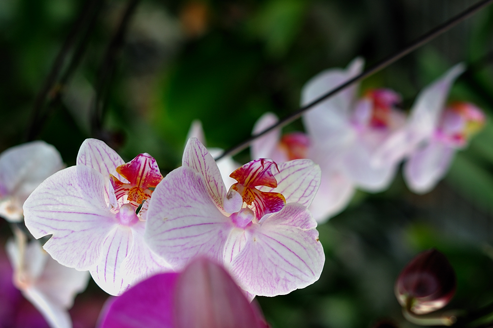DSC_5500.jpg