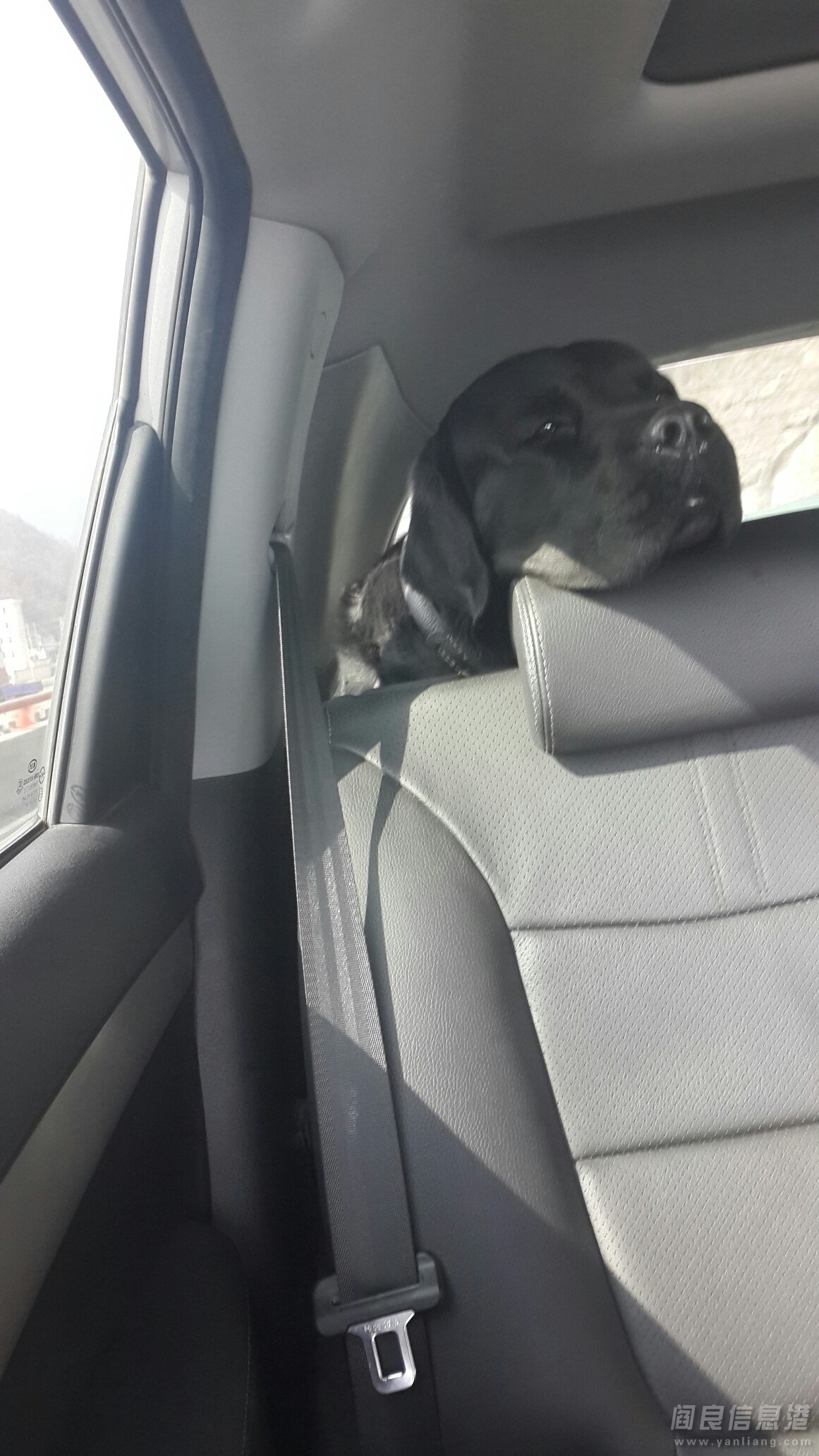 ȳ