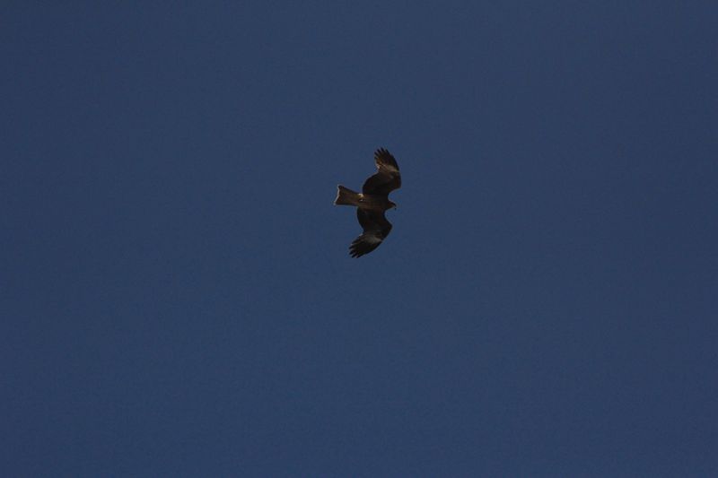 IMG_4699__.jpg