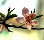 һ
